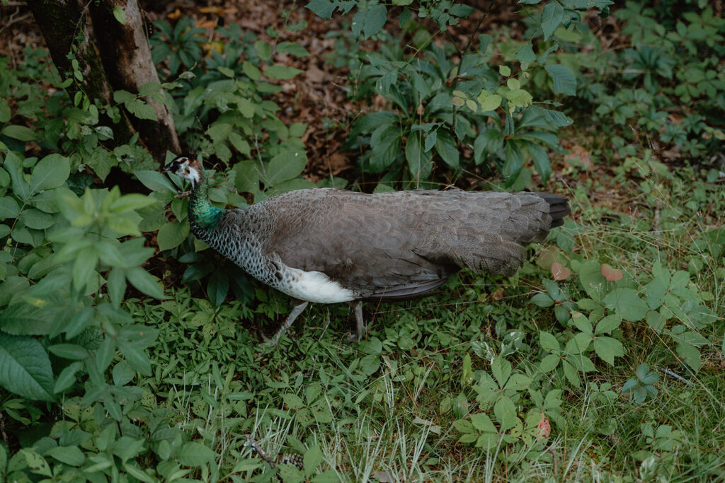 photo of peacock at garvan gardens in hot springs arkansas